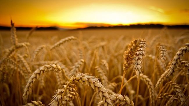 Через рекордну спеку врожай ранніх зернових скоротиться на 5%, пізні культури втратять близько 15%
