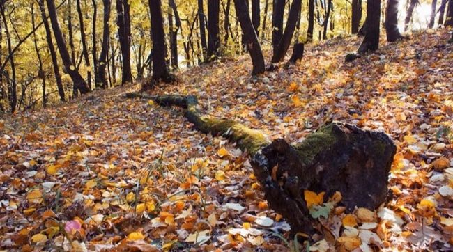 Прокуратура не змогла відібрати у підприємця землю Лісів України