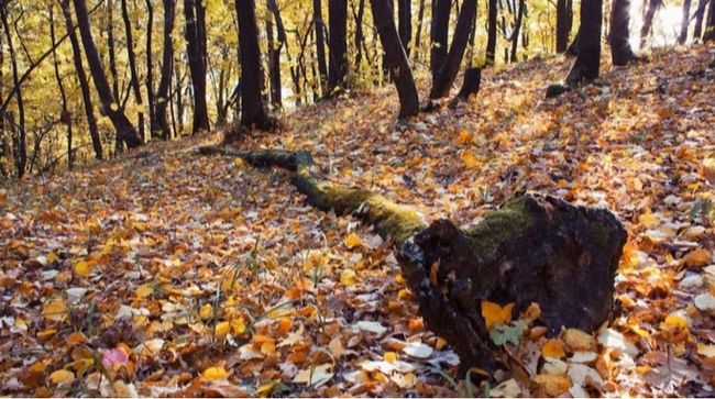 Прокуратура не змогла відсудити землі Міноборони на Львівщині