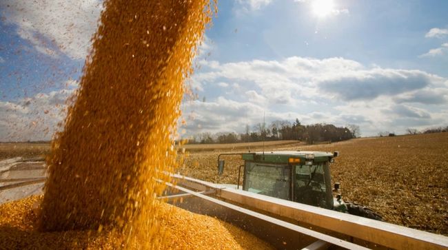 Експорт насіння кукурудзи з України до ЄС зріс у понад 30 разів