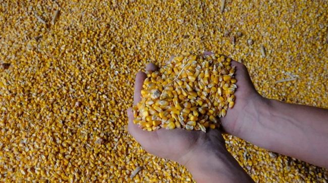 Держмитслужба назвала найбільш експортований з України товар, якого продали на майже 1 млрд доларів