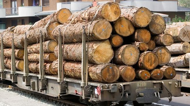 Польща блокує експорт української деревини: в чому причина Польща блокує експорт української деревини: в чому причина