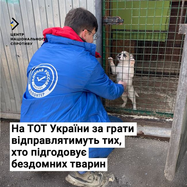 На ТОТ України за ґрати відправлятимуть тих, хто підгодовує бездомних тварин