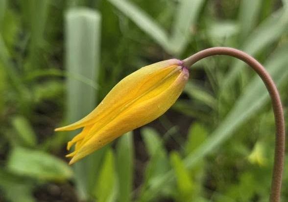 У Харкові помітили рідкісну квітку (ФОТО)