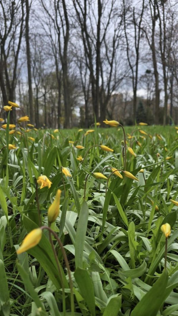 У Харкові помітили рідкісну квітку (ФОТО)