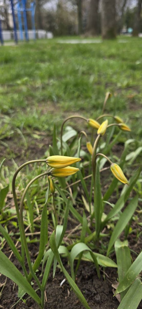 У Харкові помітили рідкісну квітку (ФОТО)