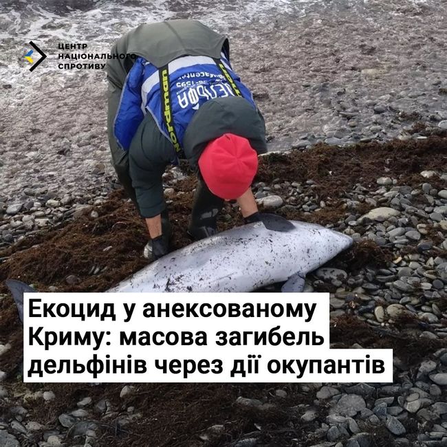 Екоцид у Криму: масова загибель дельфінів через дії окупантів
