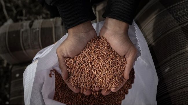 ООН прогнозує зниження врожаю пшениці в Україні у 2025 році