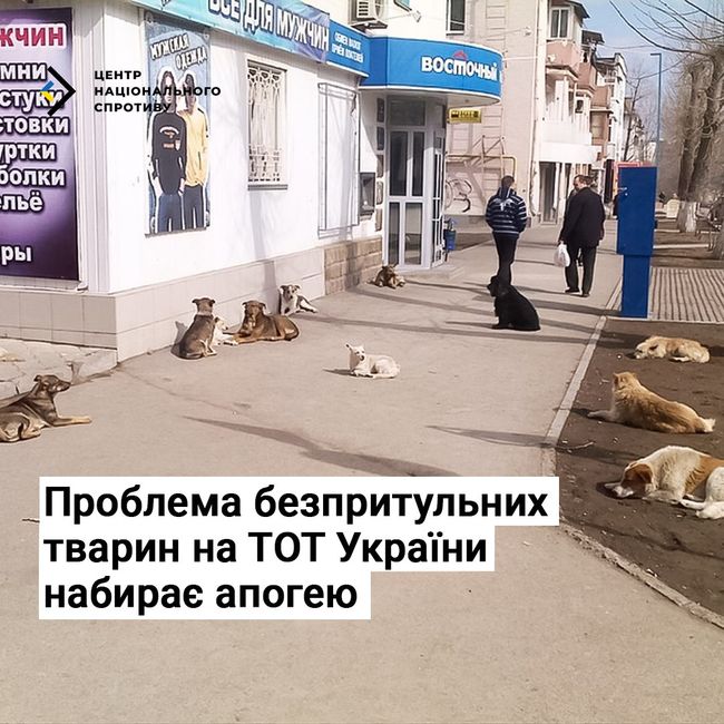 Проблема безпритульних тварин на ТОТ України набирає апогею