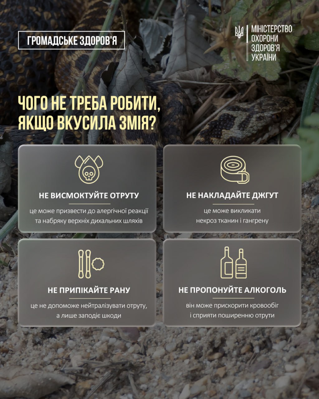 Увага, небезпека! Три види ОТРУЙНИХ змій в Україні! Сезон активності розпочався, – МОЗ