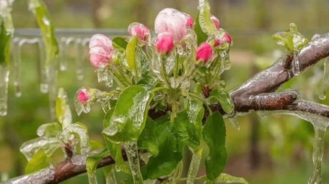 Приморозки вбили урожай садівників – Укрсадпром