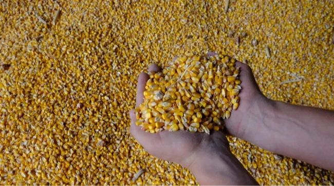 Міністр агрополітики зробив невтішний прогноз урожаю