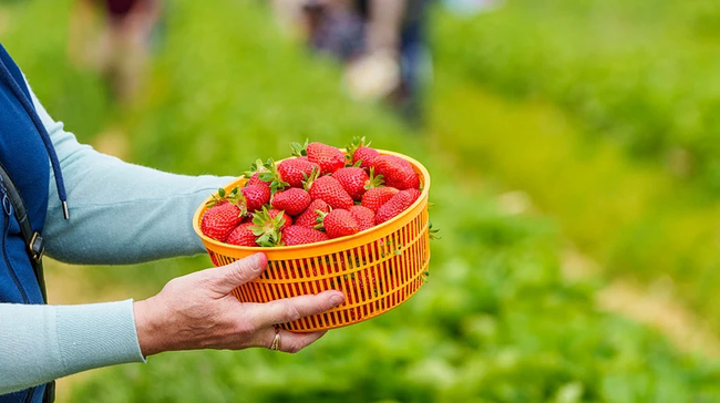 В Україні знизились ціни на огірки та полуниці: яка їхня вартість