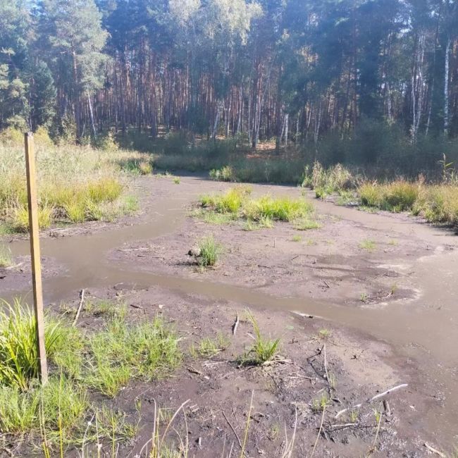 Раннє пересихання лісових боліт зафіксували у Харківській області: що це значить Раннє пересихання лісових боліт зафіксували у Харківській області: що це значить