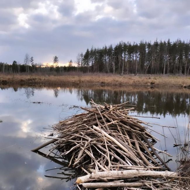 Раннє пересихання лісових боліт зафіксували у Харківській області: що це значить Раннє пересихання лісових боліт зафіксували у Харківській області: що це значить