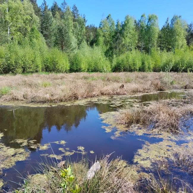 Раннє пересихання лісових боліт зафіксували у Харківській області: що це значить