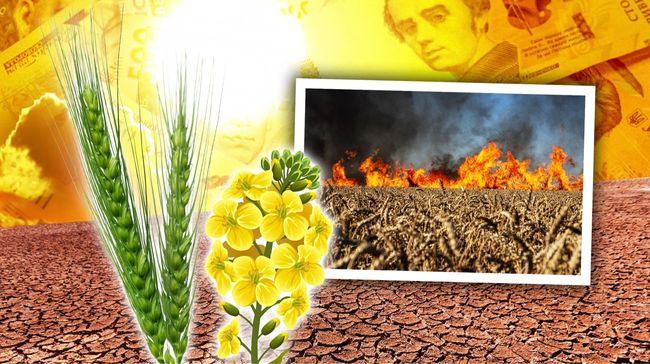 Жнива під тиском війни і погоди: як посуха вплинула на врожайність на півдні