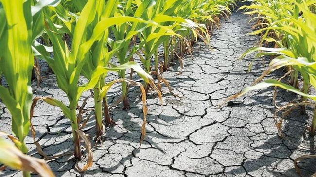 Посуха на півдні України досягла критерію сильна