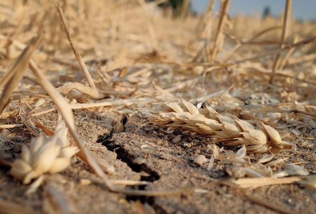 Посуха, інфляція і санкції: кремль провалив аграрний сезон