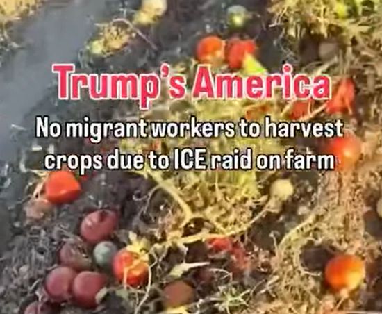 Наслідки сільськогосподарського дефіциту в США після початку облав на мігрантів
