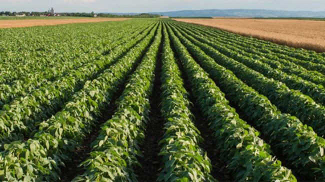 Рада запровадила експортні мита на сою та ріпак