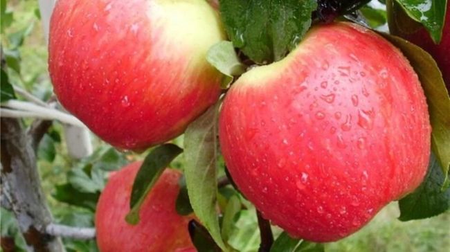 Яблука нового врожаю майже втричі дорожчі, ніж рік тому