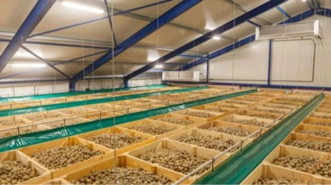 Картопля нового врожаю продовжує дешевшати