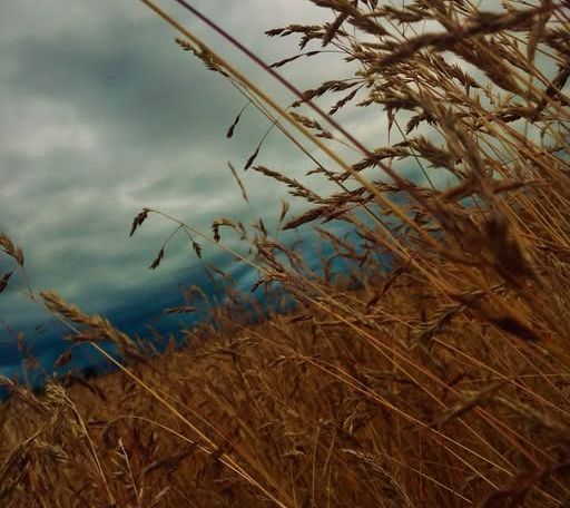 «Шо» — це не помилка. Не суржик