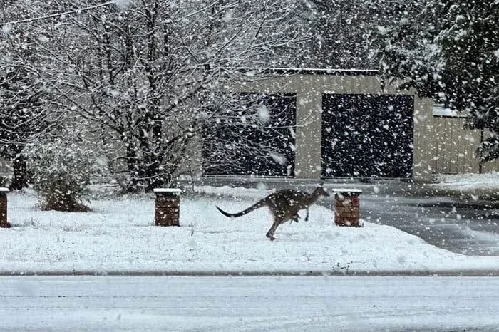 В Австралії несподівано випав сніг