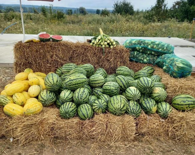 Тут хороший плюс. Як харківські фермери вирощують кавуни на Прикарпатті