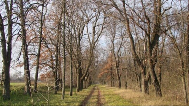 Суд оштрафував Ліси України, які проґавили вирубки дерев у парку на мільйони