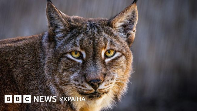 Данський зоопарк просить здавати небажаних домашніх тварин на корм для хижаків