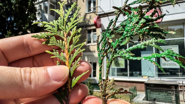 У Кропивницькому засохлі туї на клумбах пофарбували зеленою фарбою