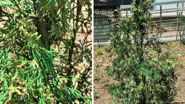 У Кропивницькому засохлі туї на клумбах пофарбували зеленою фарбою У Кропивницькому засохлі туї на клумбах пофарбували зеленою фарбою