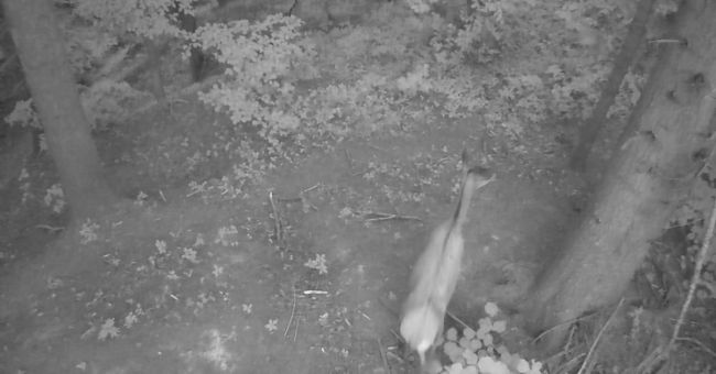 Дика природа у зоні підвищеної відповідальності: фотознахідки прикордонників Дика природа у зоні підвищеної відповідальності: фотознахідки прикордонників