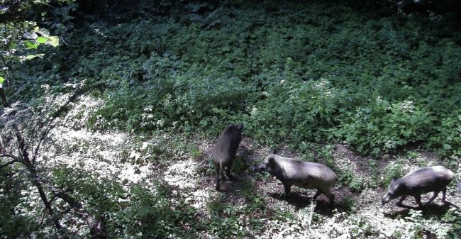 Дика природа у зоні підвищеної відповідальності: фотознахідки прикордонників Дика природа у зоні підвищеної відповідальності: фотознахідки прикордонників