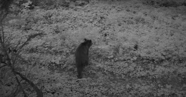 Дика природа у зоні підвищеної відповідальності: фотознахідки прикордонників