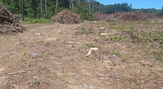 На Волині попри кримінальне провадження вирубують ліс у Цуманській пущі