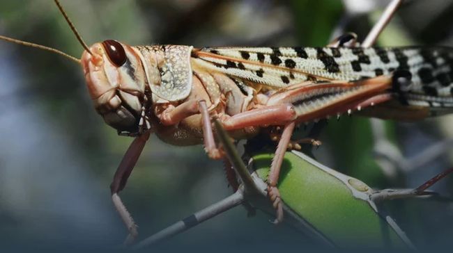 Держпродспоживслужба повідомила, який нині ризик поширення сарани