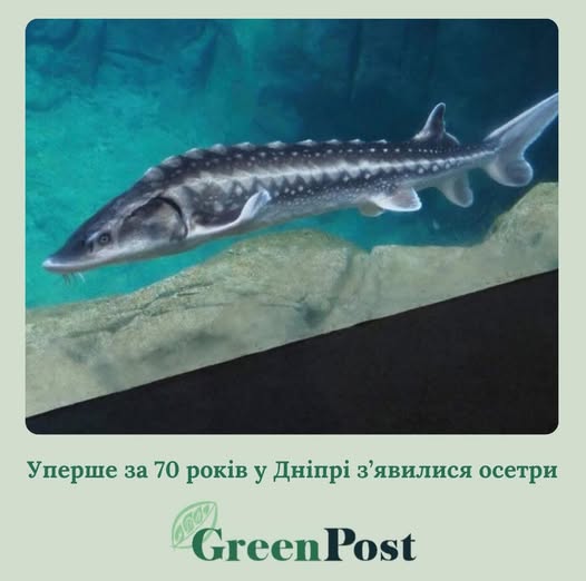 Біля острова Хортиця у Запоріжжі помітили осетрів вагою понад 10 кг