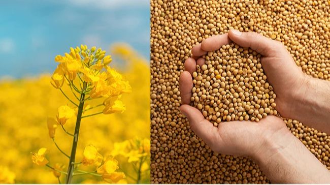 На складах заблоковано 500 000 тонн сої та ріпаку через нові мита: аграрії закликають їх скасувати