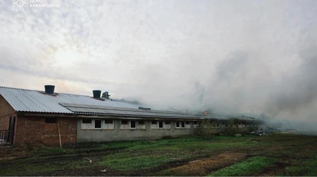 Збитки агрофірми, де загинуло 13 тисяч свиней, можуть сягати 300 мільйонів гривень