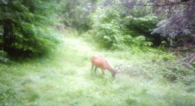 Хто цього разу «заселфився» у прикордонні? Показують фотопастки 7 прикордонного Карпатського загону