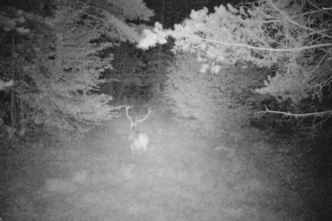 Хто цього разу «заселфився» у прикордонні? Показують фотопастки 7 прикордонного Карпатського загону