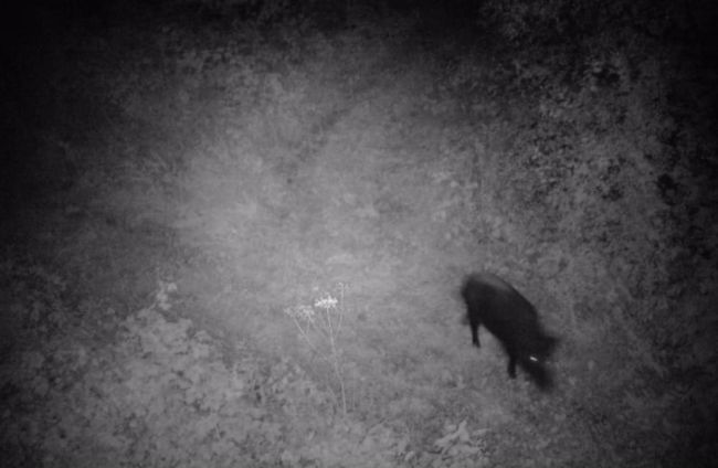 Хто цього разу «заселфився» у прикордонні? Показують фотопастки 7 прикордонного Карпатського загону