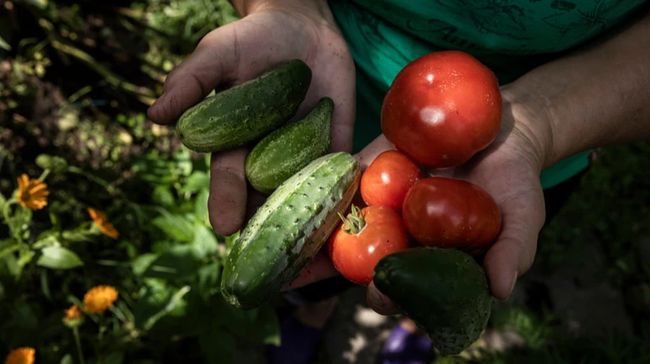 В Україні змінились ціни на огірки та помідори: скільки вони коштують