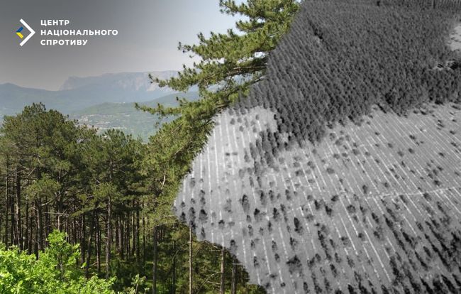 Окупанти в Криму вирубують ліс під прикриттям “виноградників”