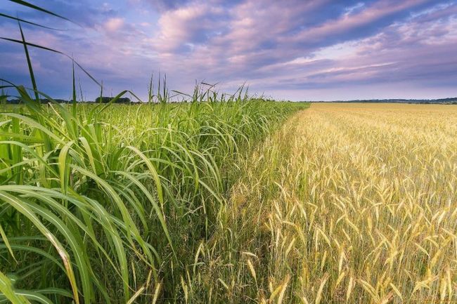 Не всю Україну варто розміновувати і це треба визнати вже сьогодні, – еколог