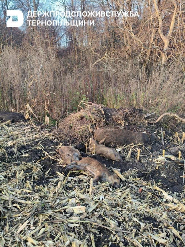 На Тернопільщині в диких кабанів виявили вірус африканської чуми