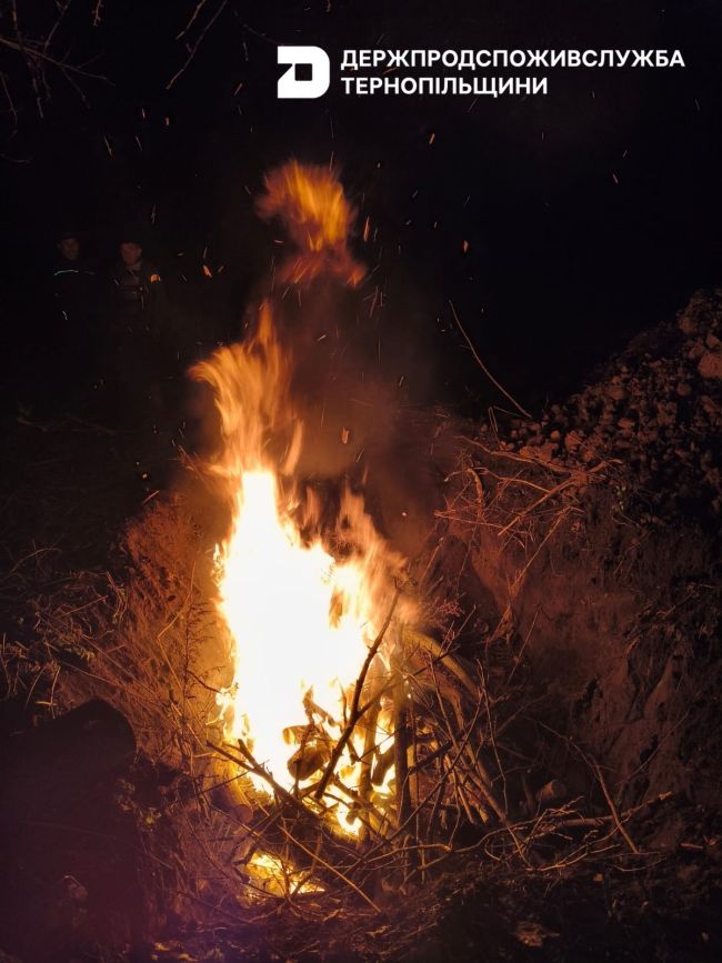 На Тернопільщині в диких кабанів виявили вірус африканської чуми